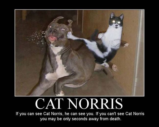 Funny_Mill_Funny_Cats_Collection_pic_22.jpg